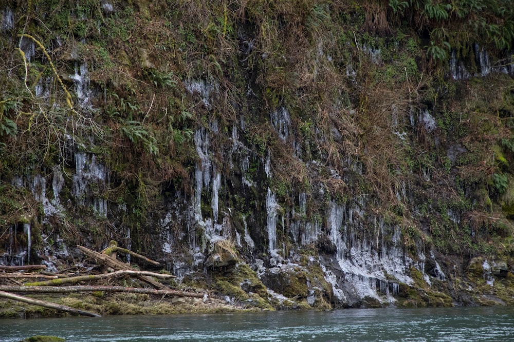 green and brown moss on brown tree trunk on water