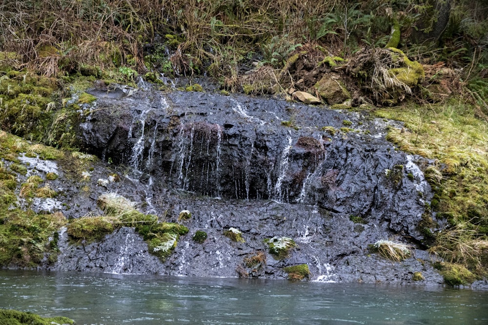 green moss on brown rock near water