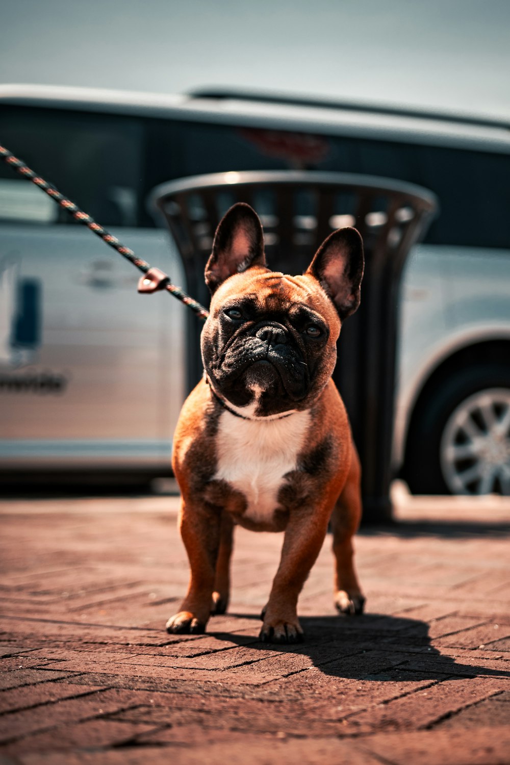 brown and white short coated dog on brown concrete floor during daytime