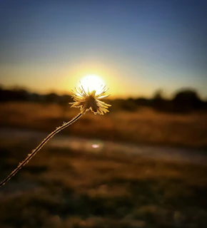 A delicate balance scale against a soft pastel sky at sunset.