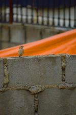 Close-up of innovative bird barrier installed on a garden wall, preventing birds from landing.