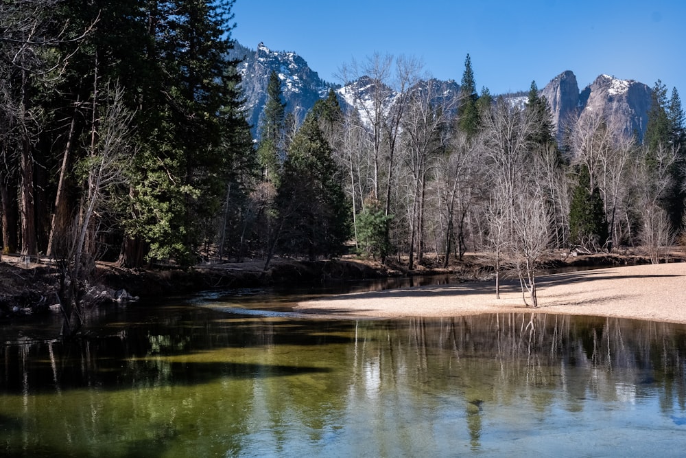 green trees near lake during daytime