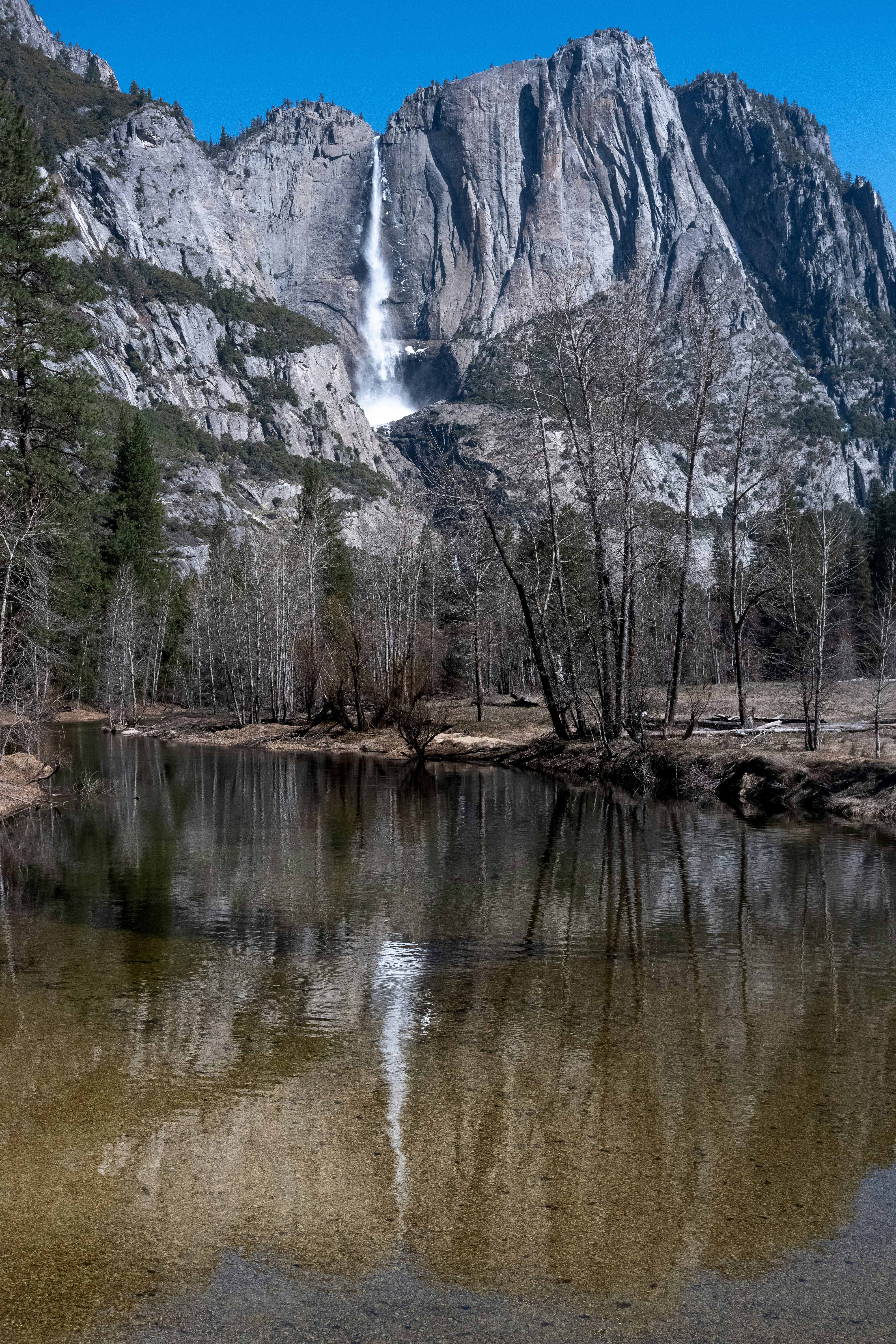 green trees near body of water during daytime