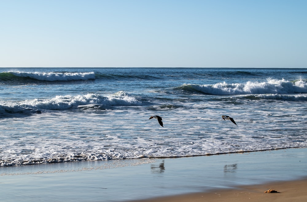 birds flying over the sea during daytime