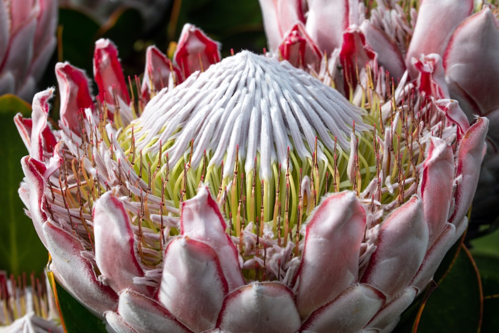 white and pink flower in close up photography