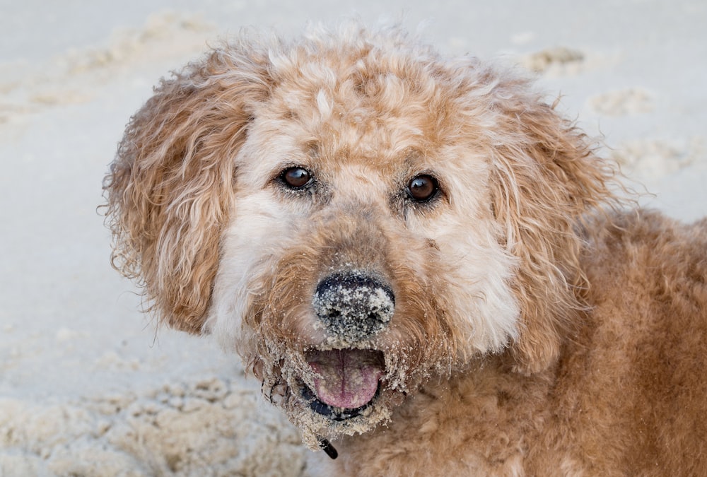 brown curly haired small dog