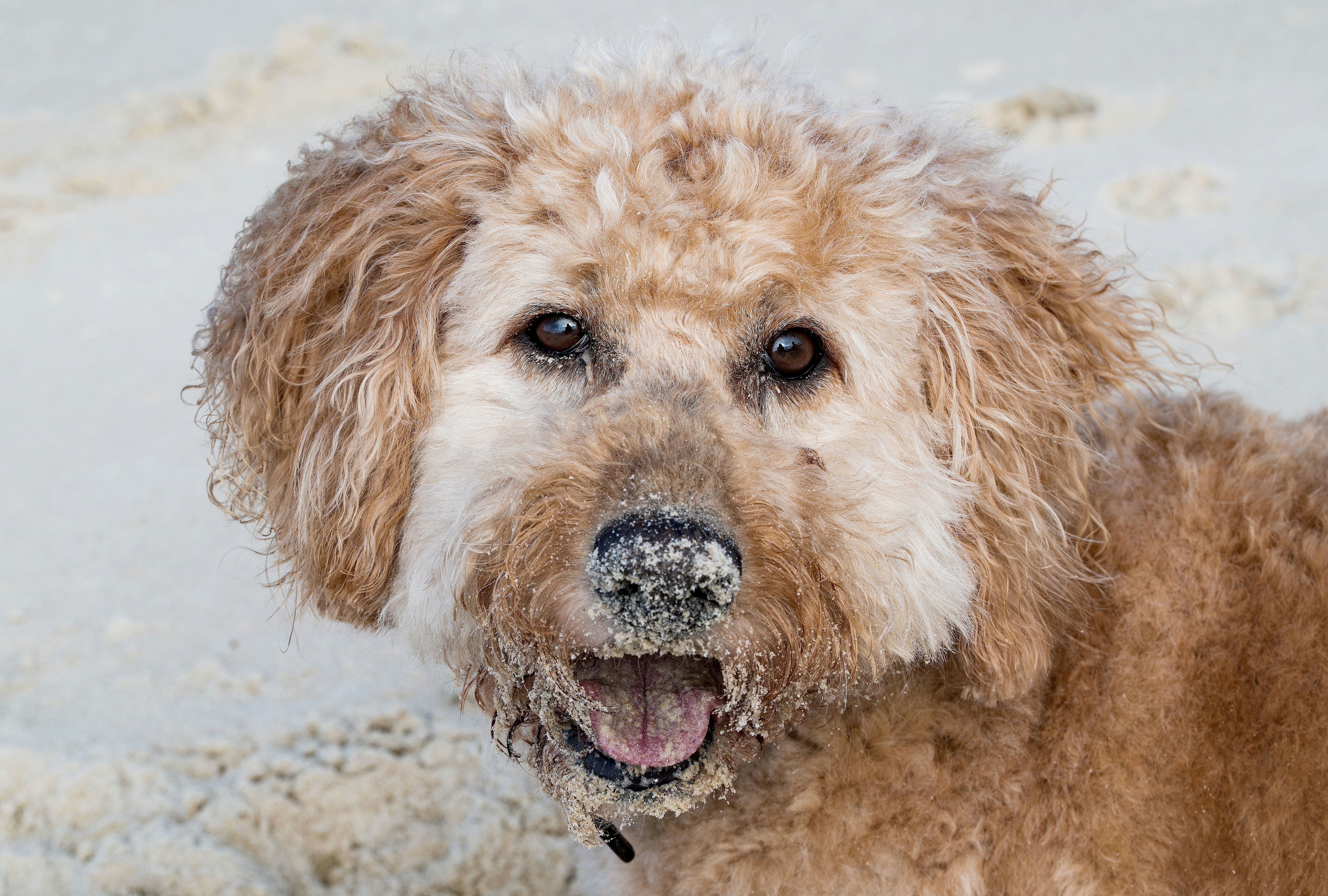 brown curly haired small dog