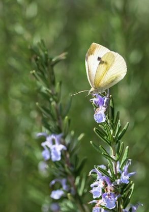 purple flower with green leaves