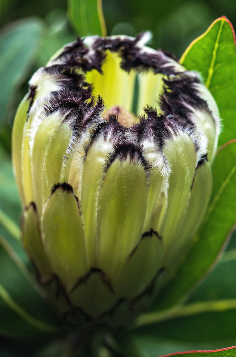green and black flower bud
