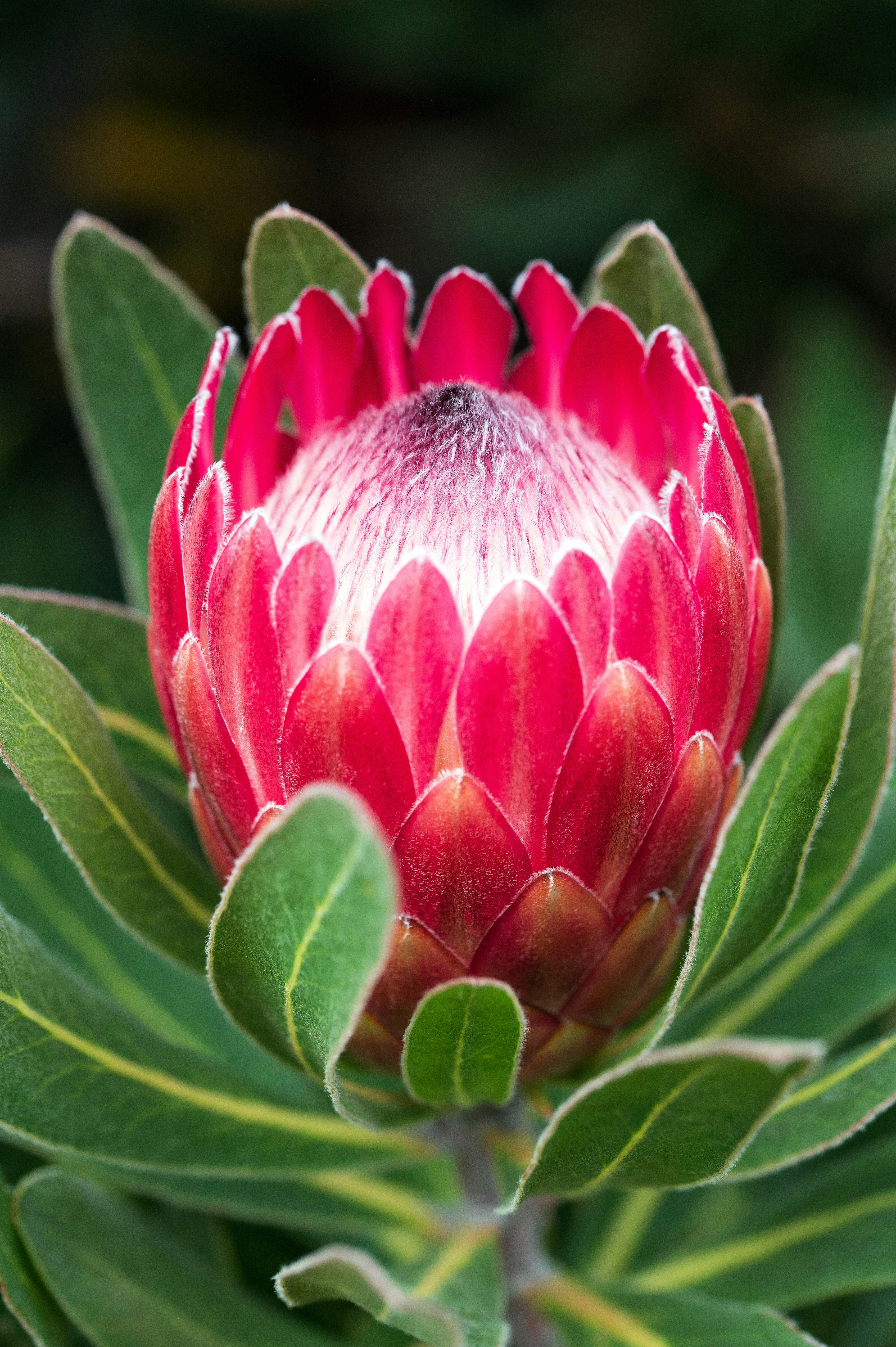 A Pink Protea Flower with Leaves.