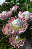 pink and white flower in close up photography