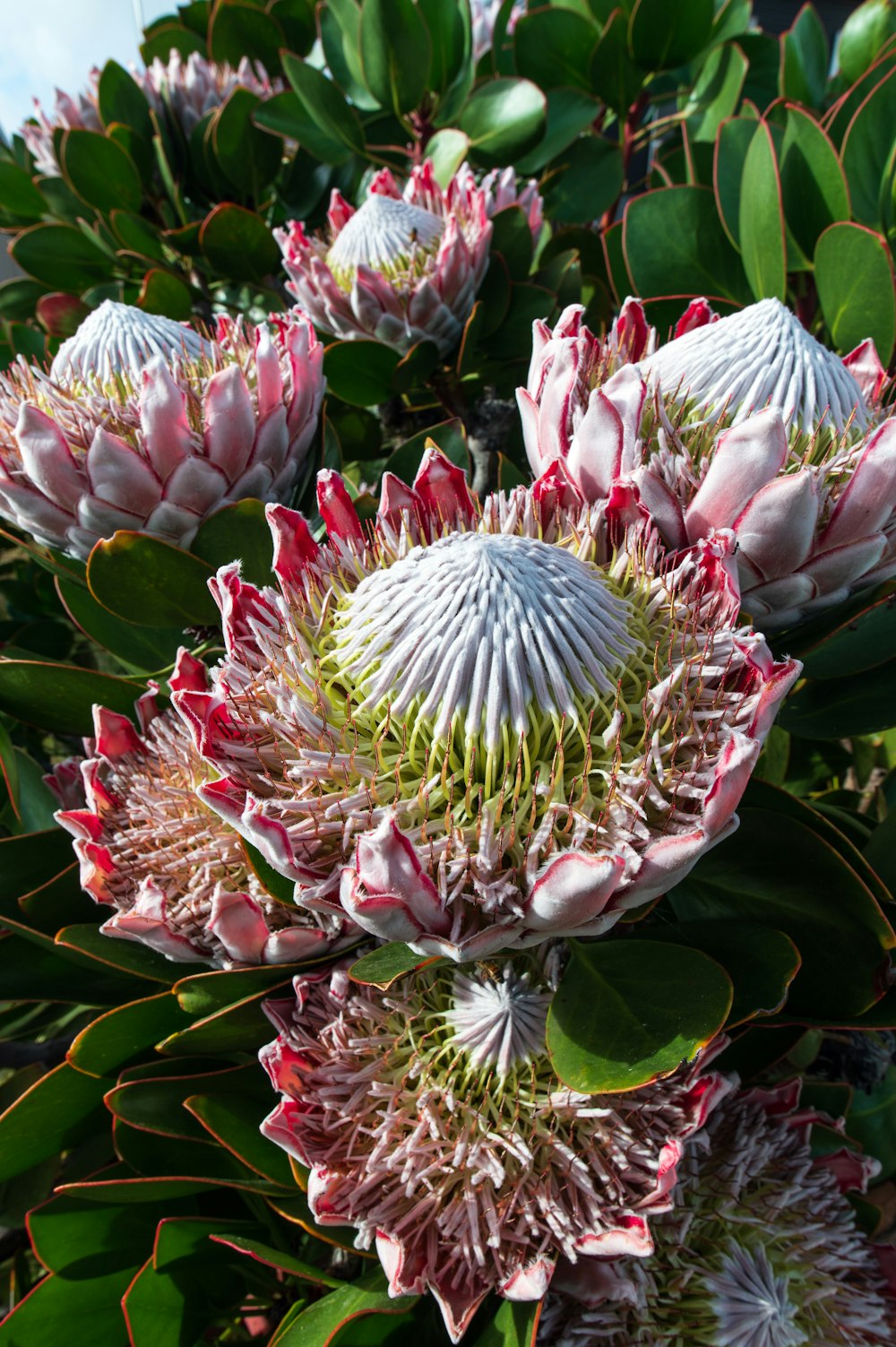 pink and white flower in close up photography