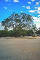 A large, leafy tree stands prominently in the center of an open, paved area. The sky is vibrant with scattered white clouds against a blue background. Surrounding the main tree are smaller trees and vegetation, providing contrast to the concrete surface. There are also a few orange traffic cones visible near the tree.