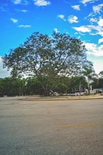 A large, leafy tree stands prominently in the center of an open, paved area. The sky is vibrant with scattered white clouds against a blue background. Surrounding the main tree are smaller trees and vegetation, providing contrast to the concrete surface. There are also a few orange traffic cones visible near the tree.