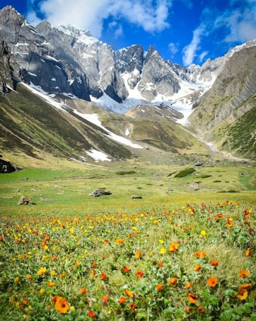 A vibrant meadow of wildflowers stretches across the foreground, leading up to imposing, jagged mountains partially covered with snow. The bright blue sky is punctuated with a few fluffy clouds, adding depth to the picturesque scene.