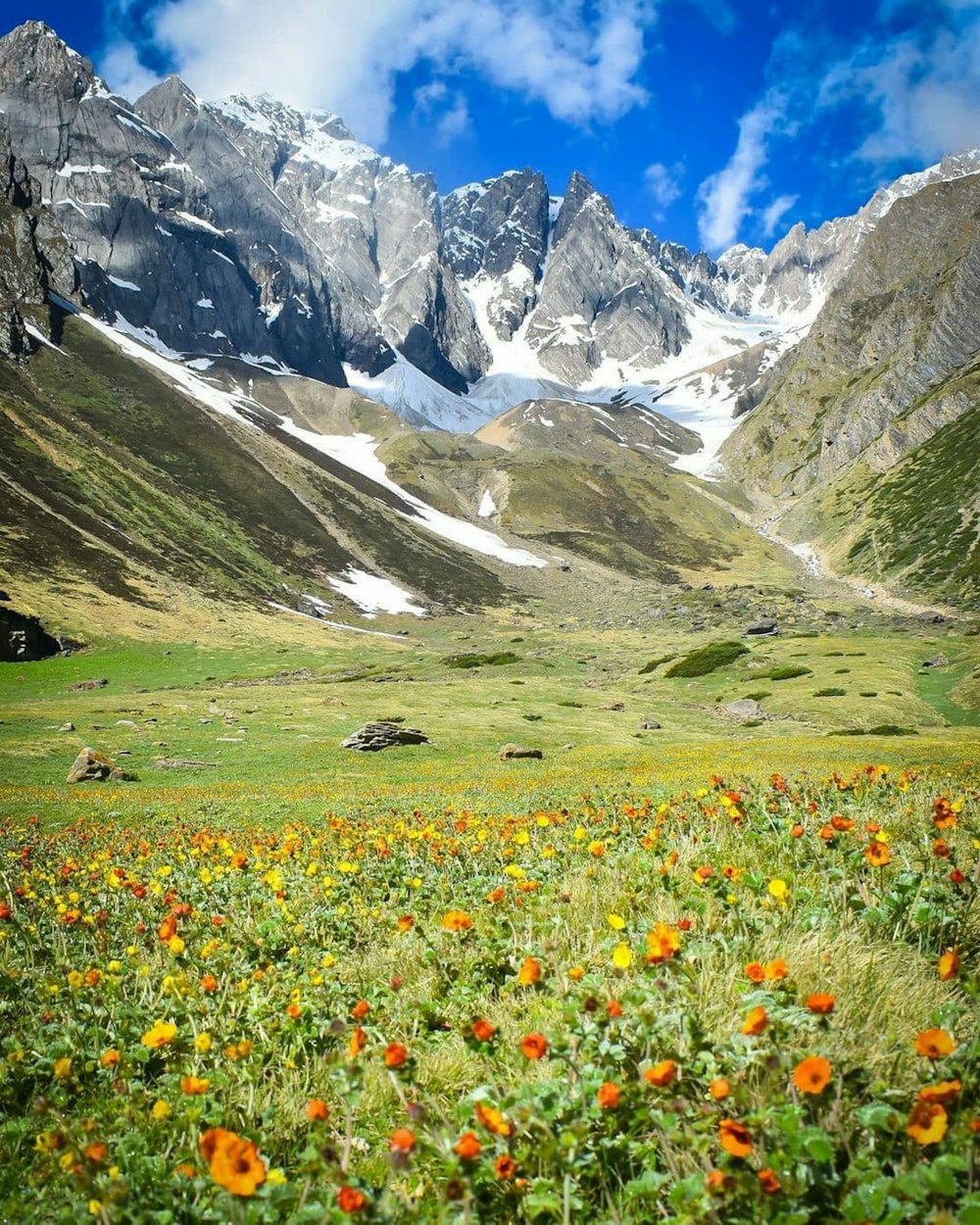 gelbes und violettes Blumenfeld in der Nähe des Berges tagsüber