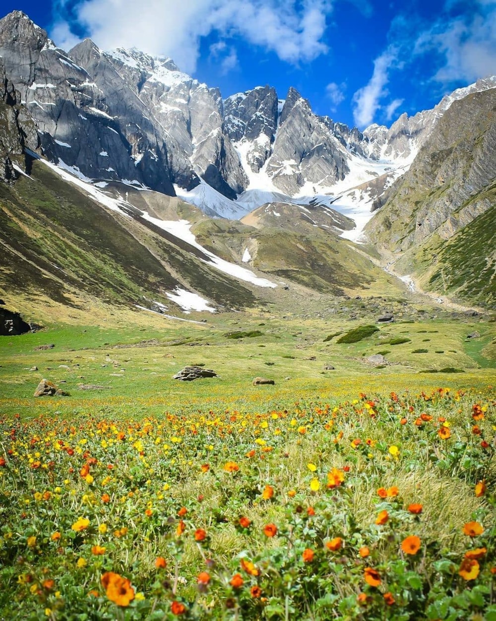 campo de flores amarelas e roxas perto da montanha durante o dia