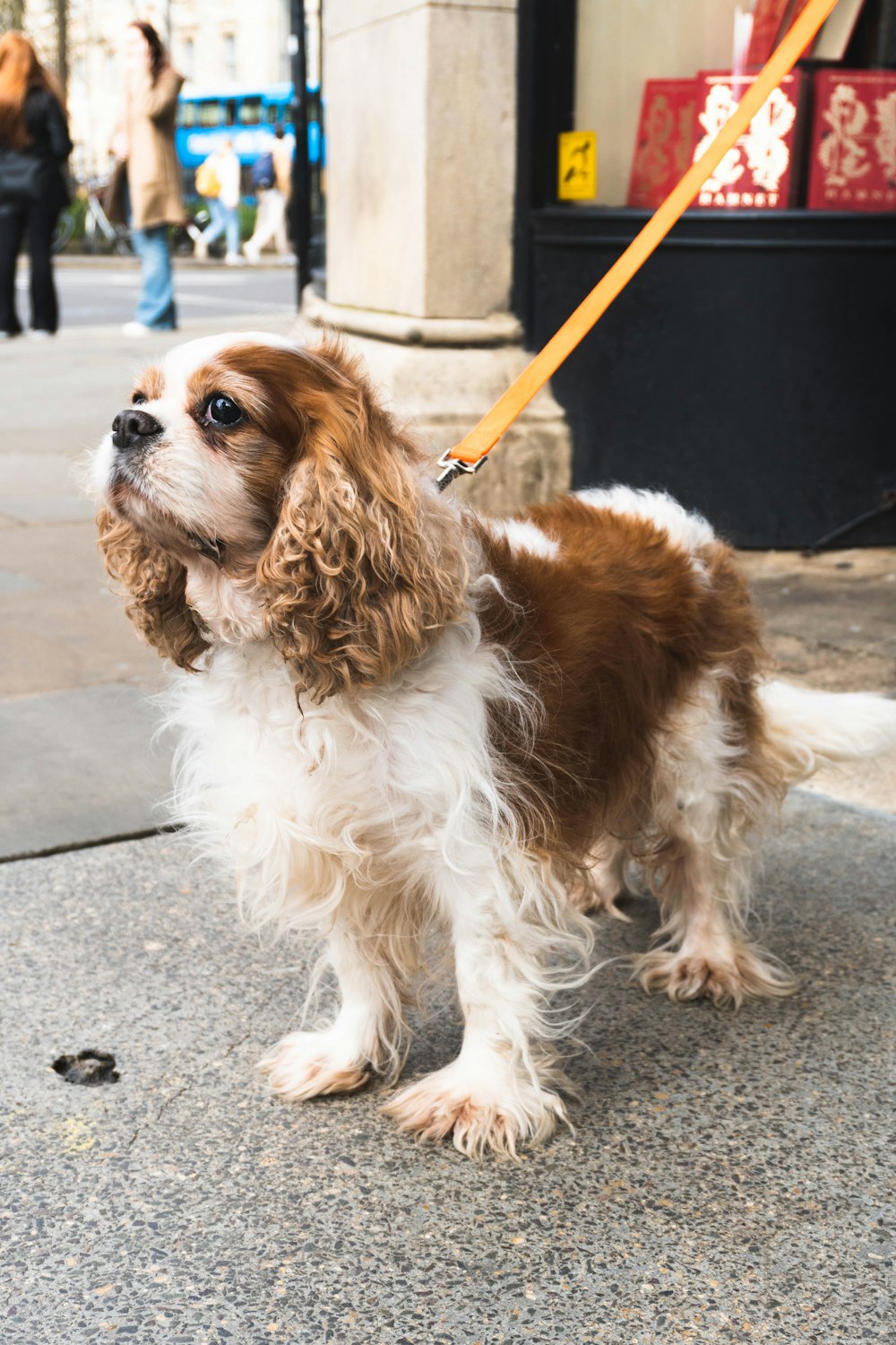 brown and white long coat small dog