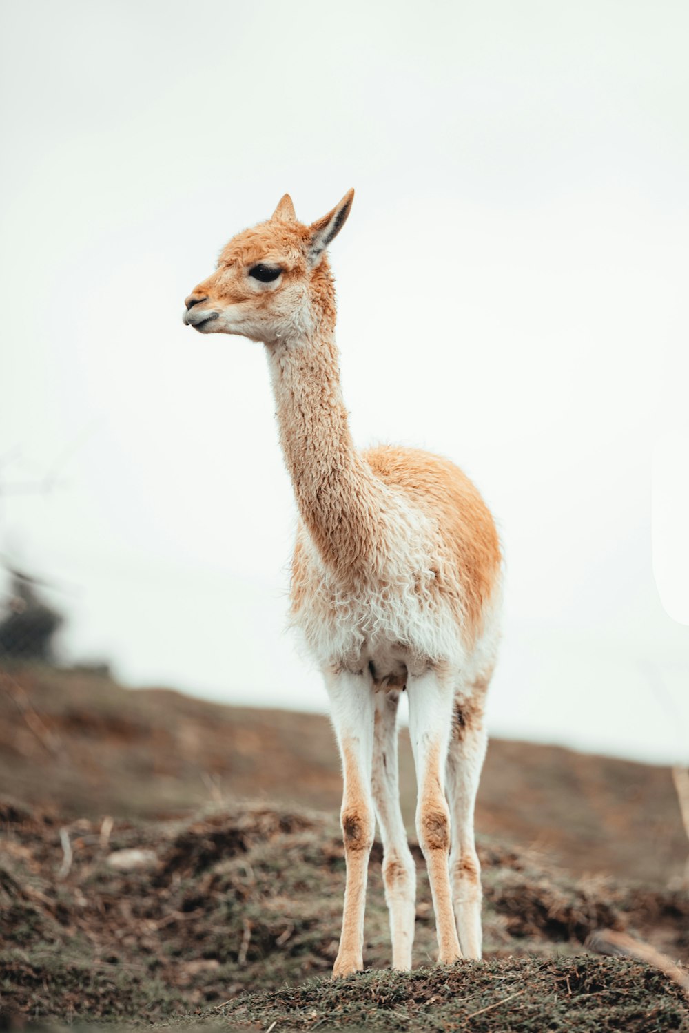 cerfs bruns et blancs sur une friche brune pendant la journée