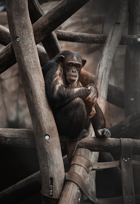 A chimpanzee sitting on a wooden structure, appearing thoughtful and contemplative. The setting is enclosed, with several wooden logs and beams interlocked, suggesting a habitat designed for primates.