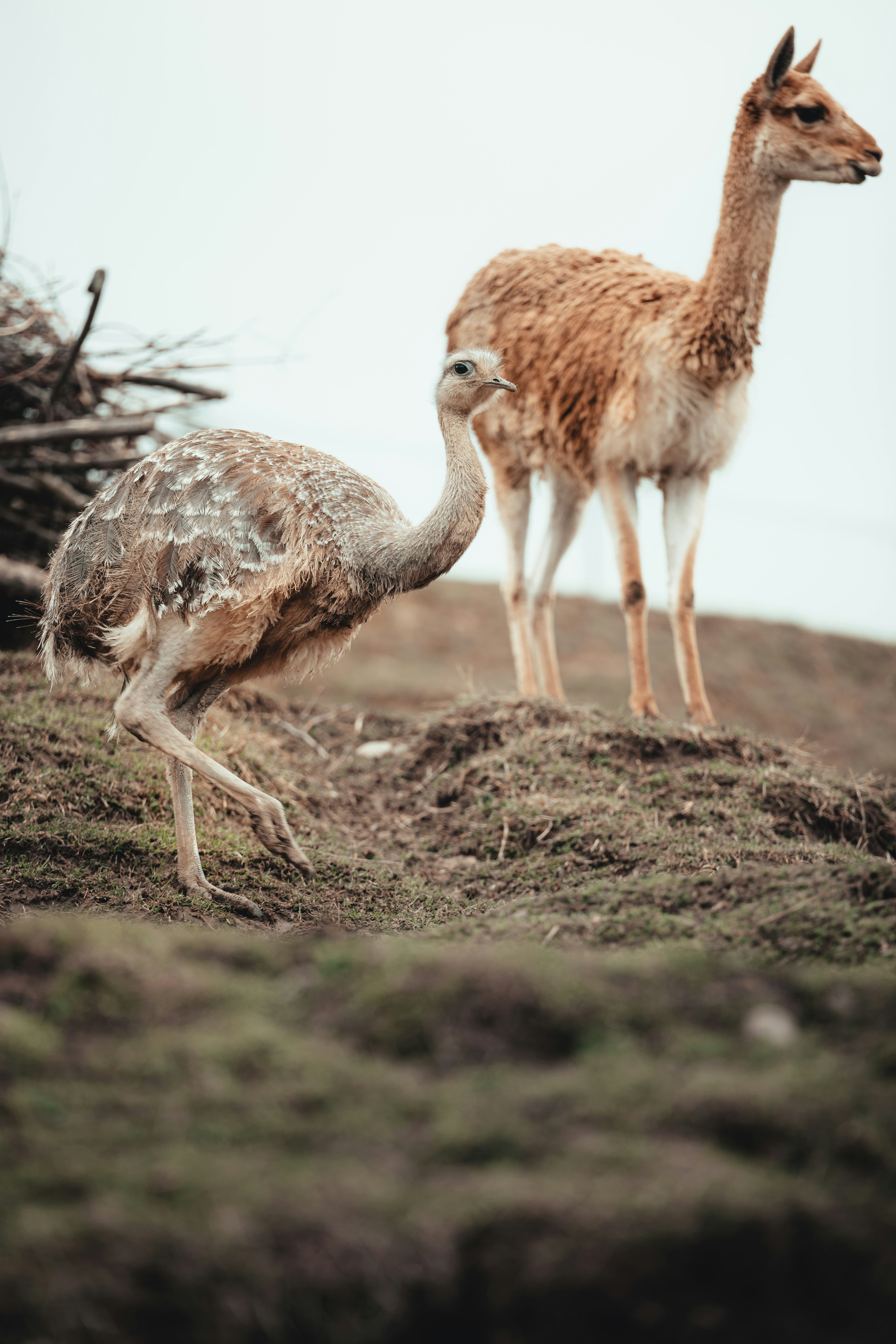 brown ostrich on brown soil during daytime