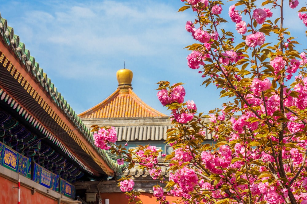 pink and white flowers near brown and white temple during daytime