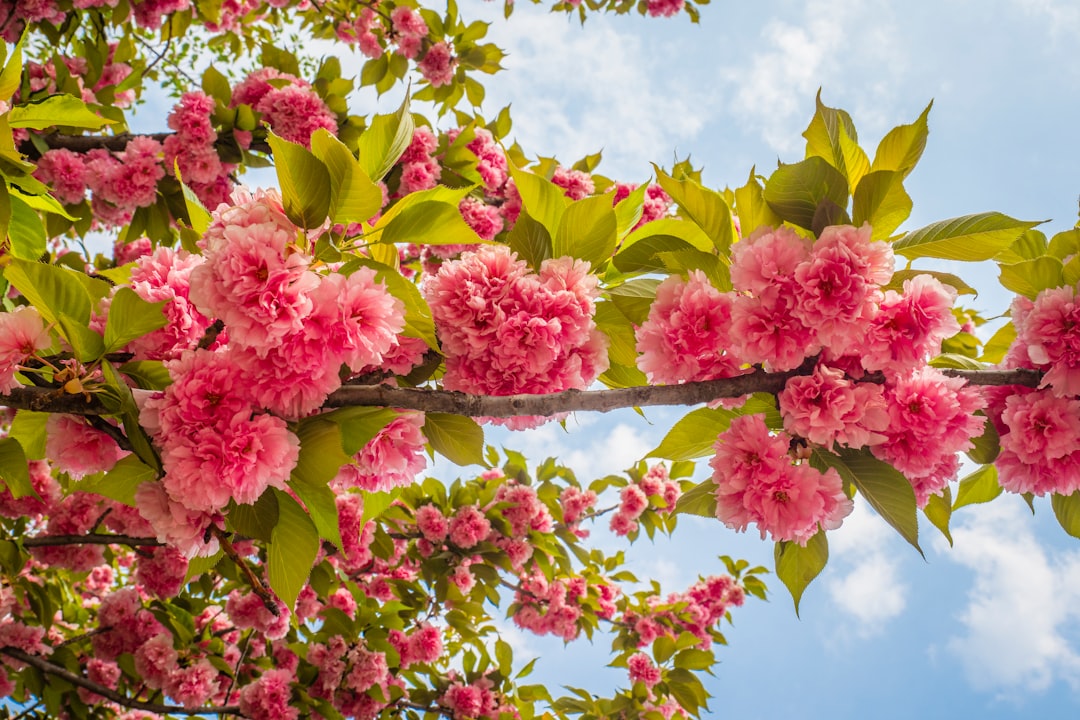 杉林溪5月繡球花季指南：賞花避暑的好去處