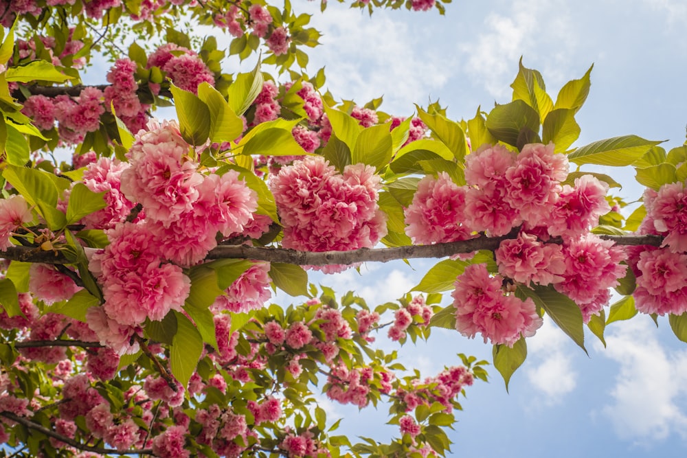 rosa und gelbe Blüten unter blauem Himmel tagsüber