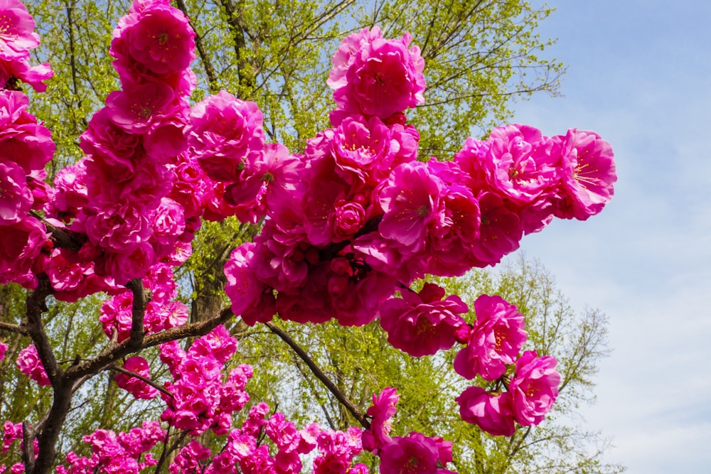 rosa Blüten mit grünen Blättern tagsüber