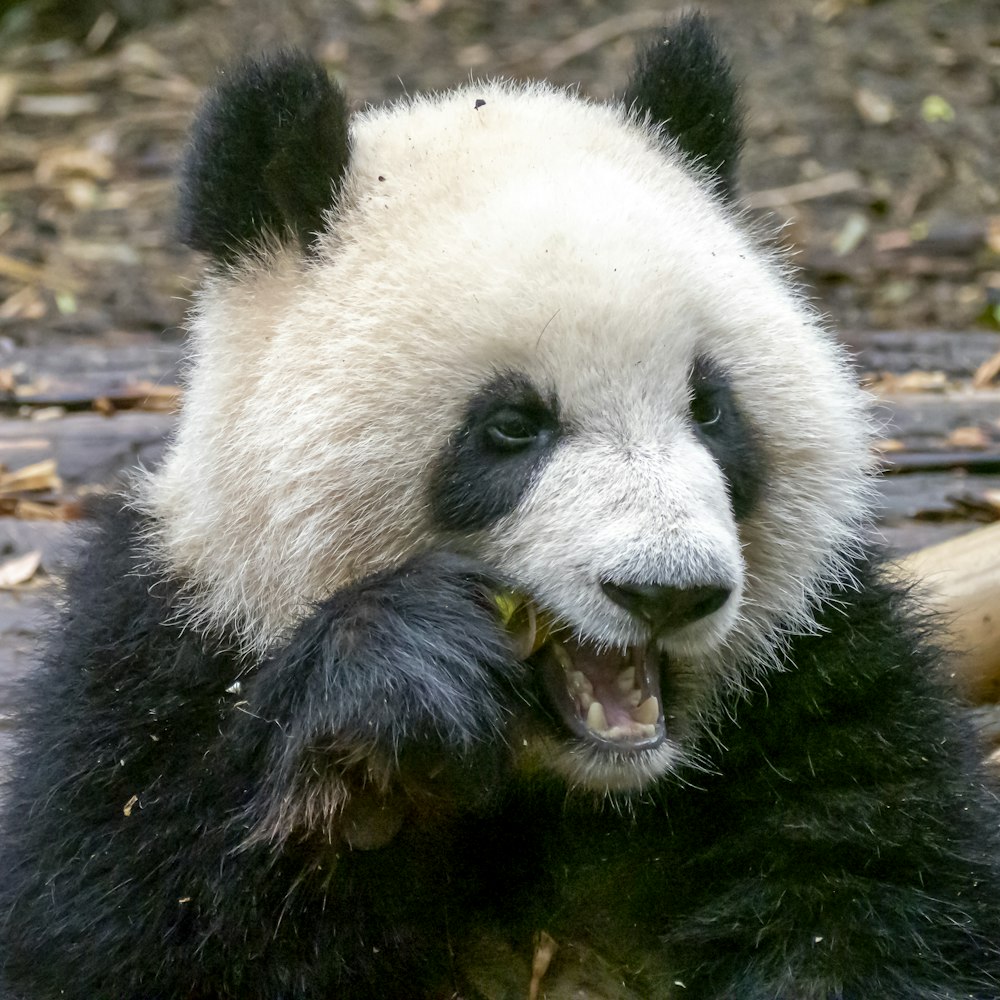 black and white panda on brown tree branch during daytime