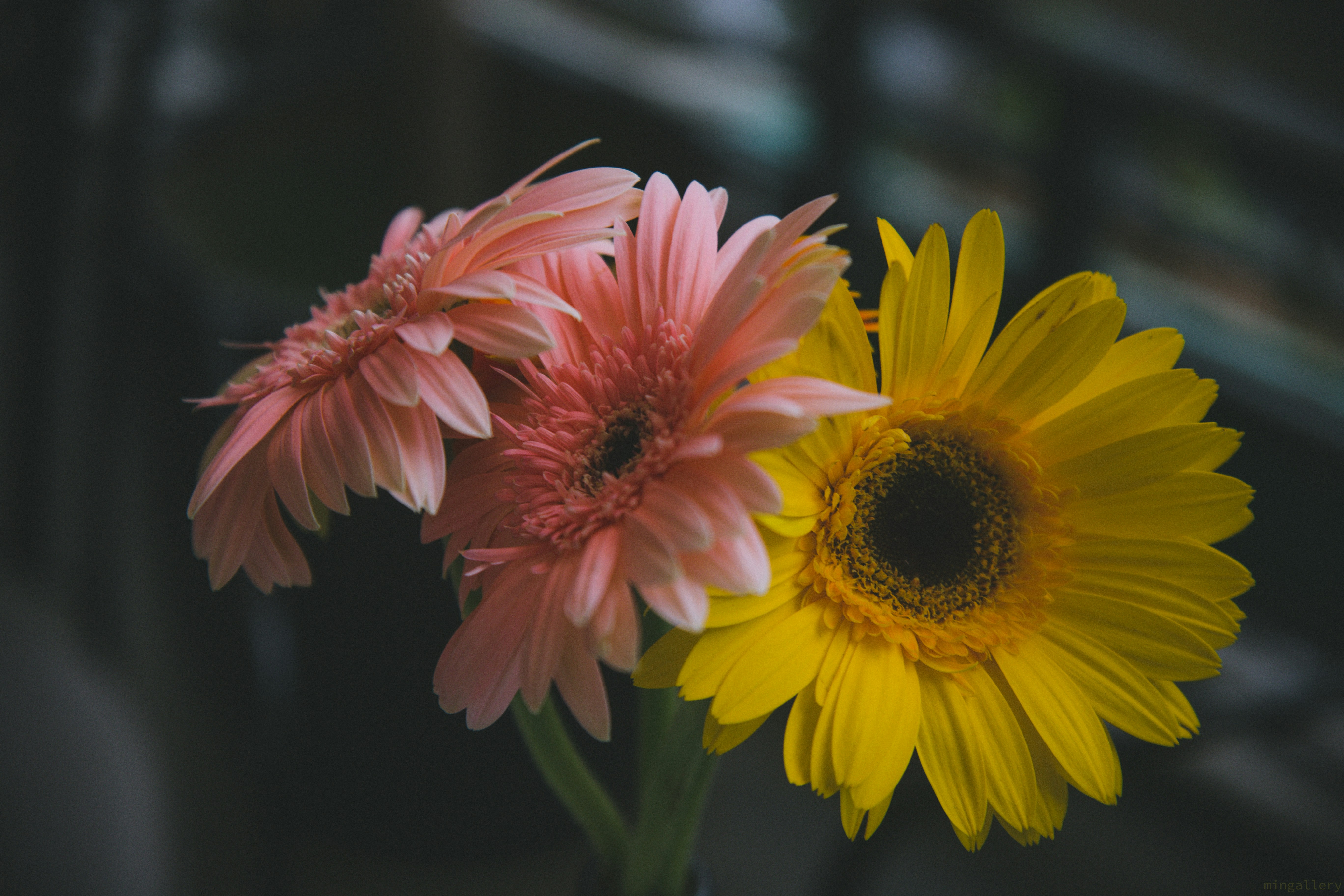 Photo by minsthegallery_