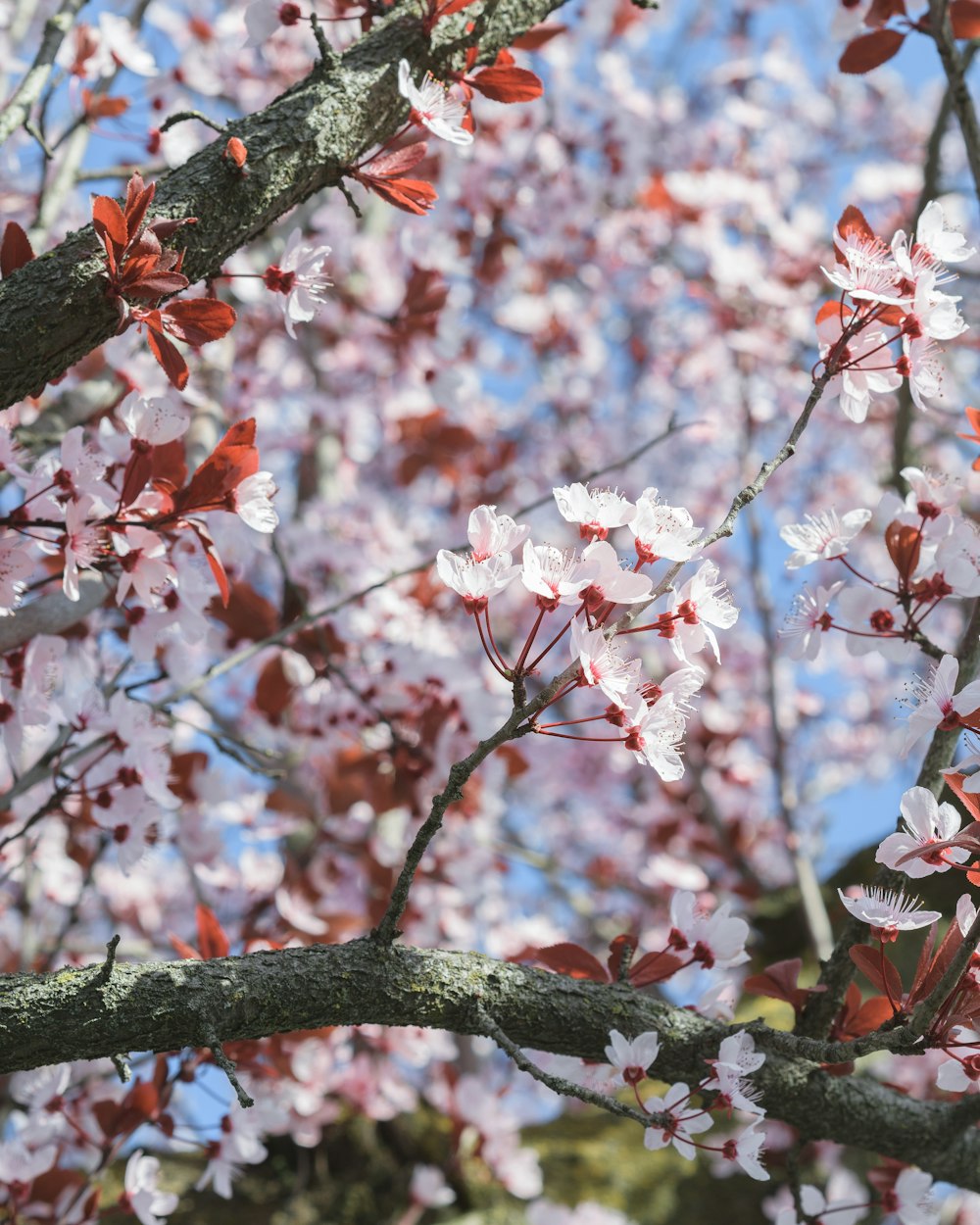 white and pink cherry blossom tree