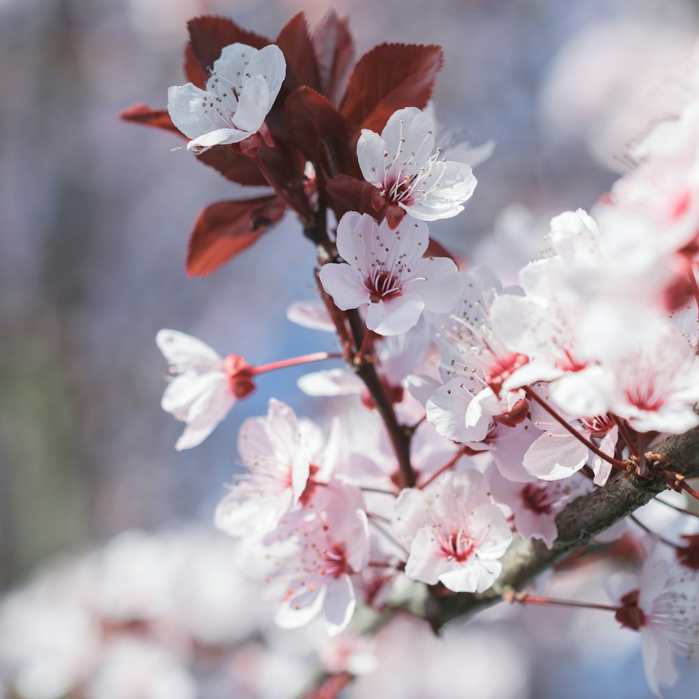 red and white flower in tilt shift lens