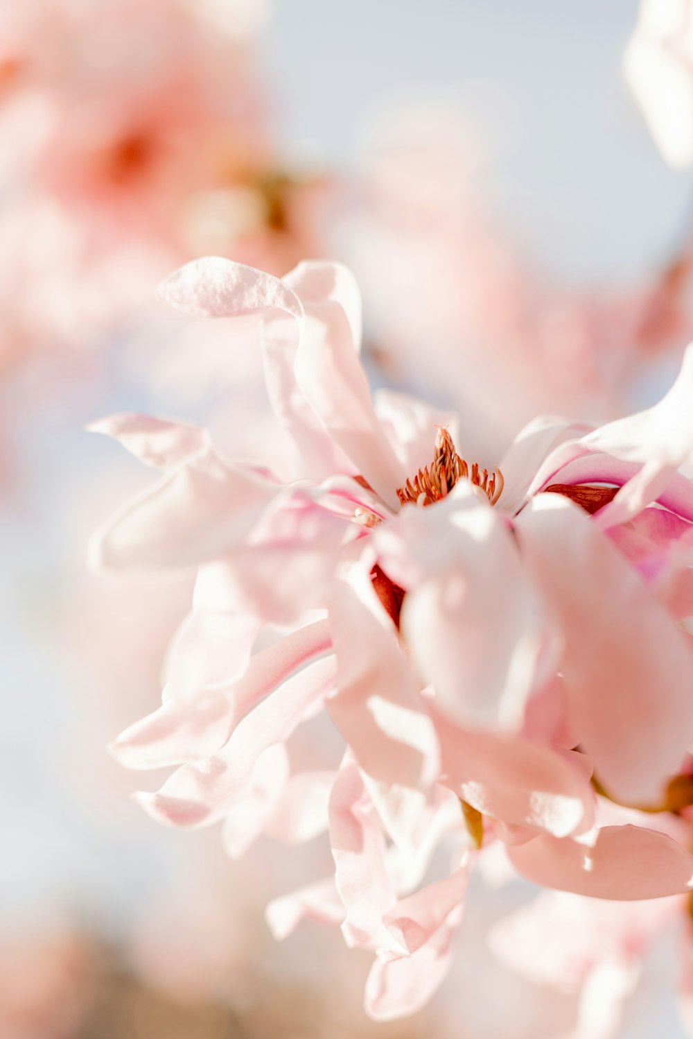 white and pink flower in macro shot