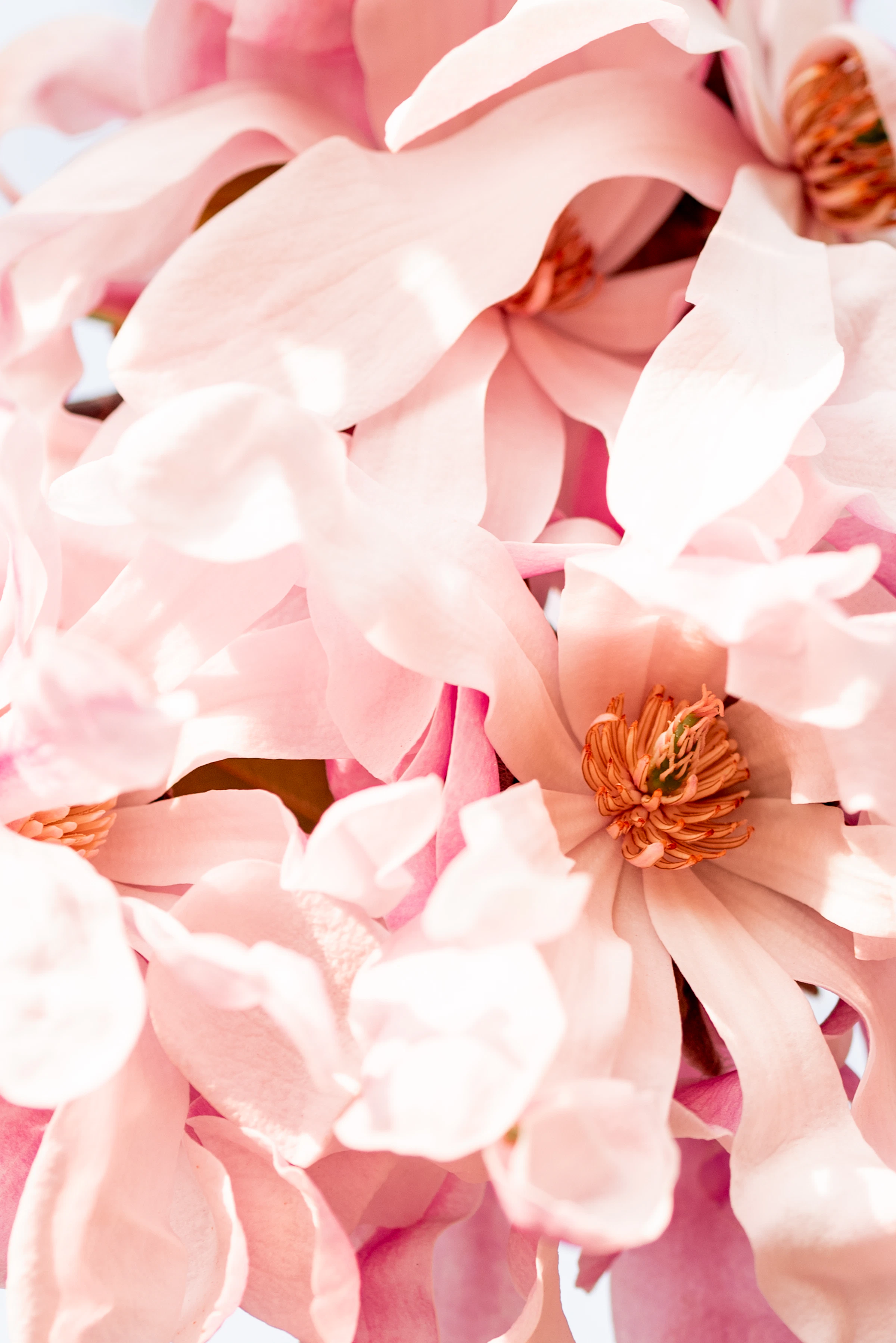 Blush magnolia petals in bright natural light