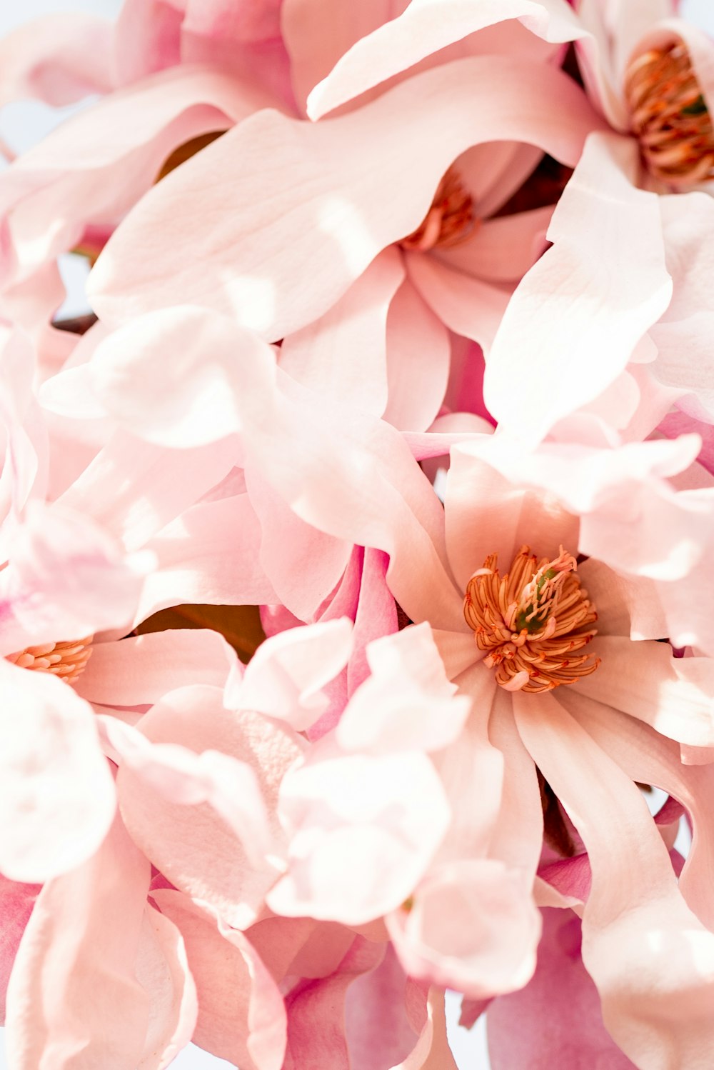 Flor rosa en macro toma