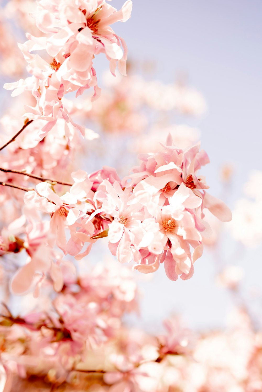 pink cherry blossom in close up photography