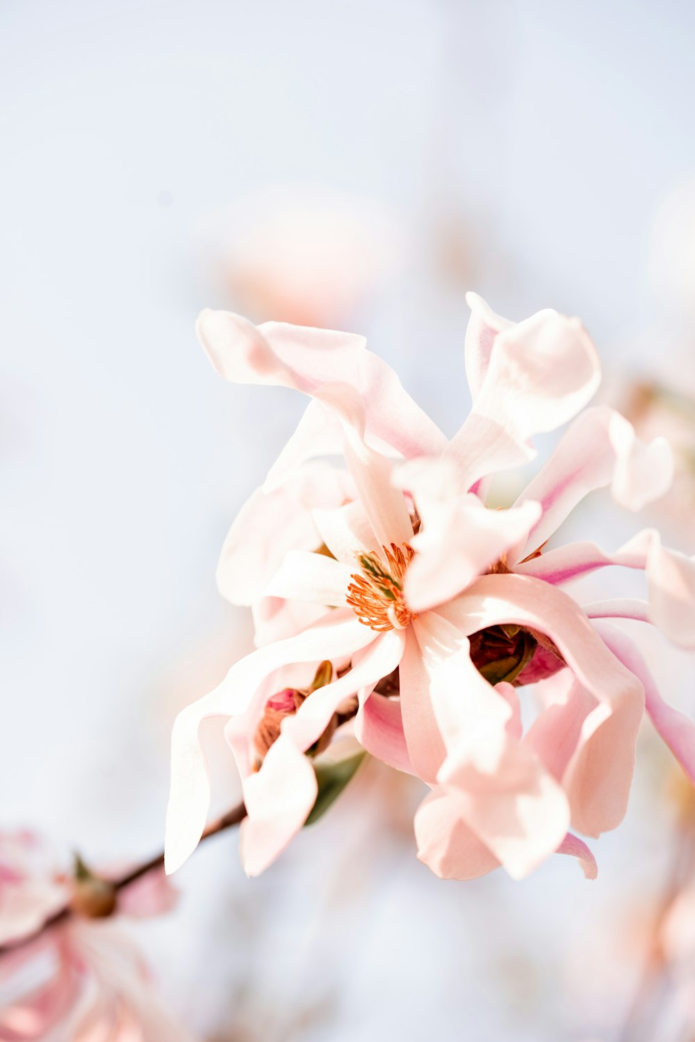 fleur blanche et rose en gros plan photo – Photo Fleur Gratuite sur Unsplash