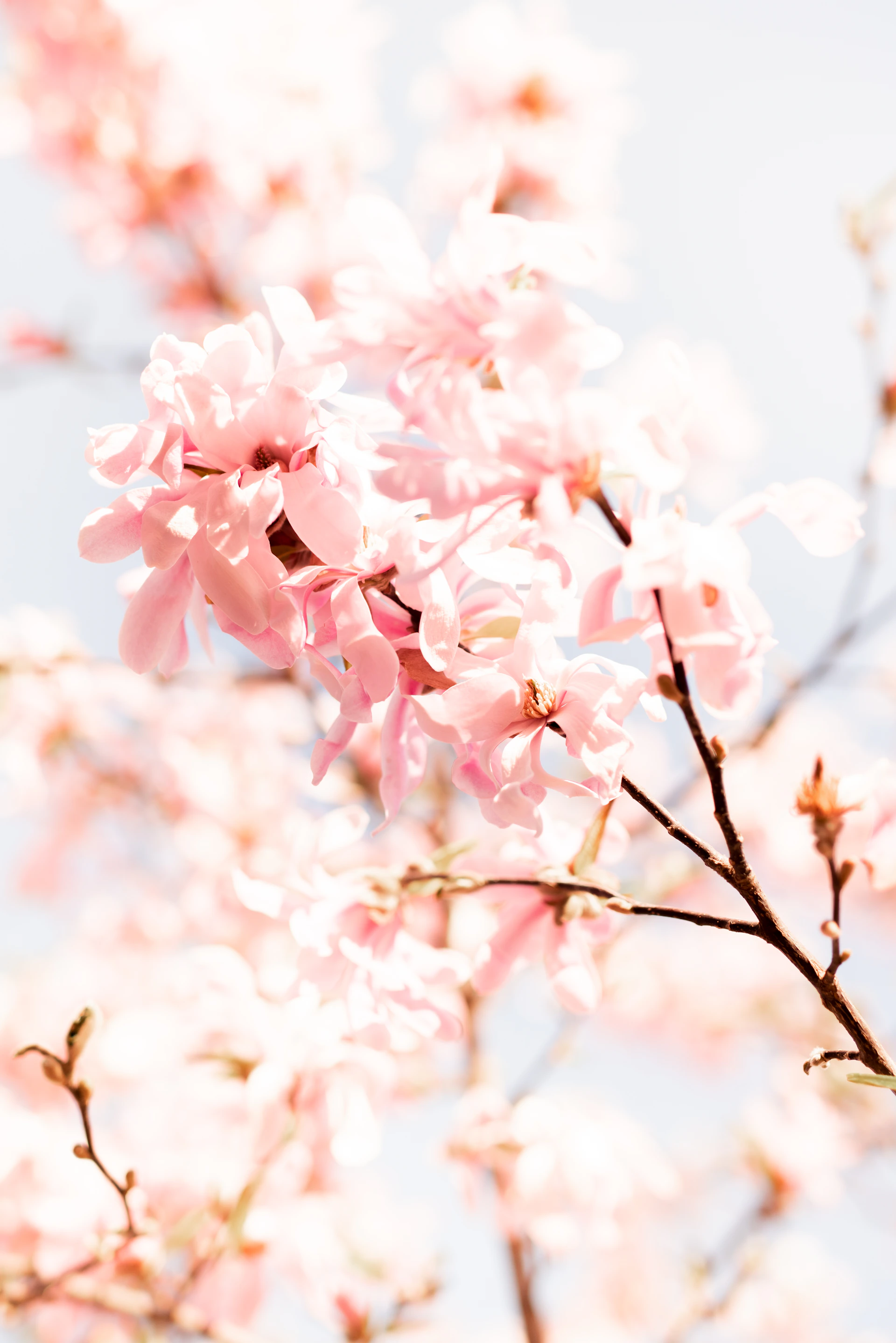 pink cherry blossom in close up photography