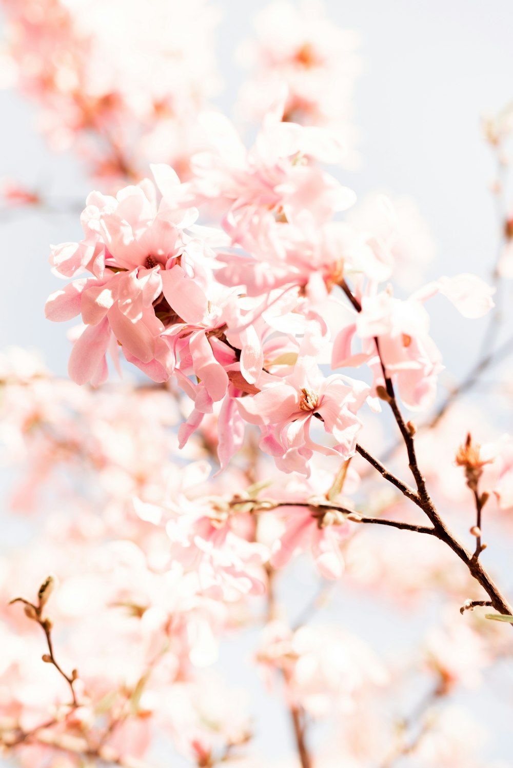 pink cherry blossom in close up photography