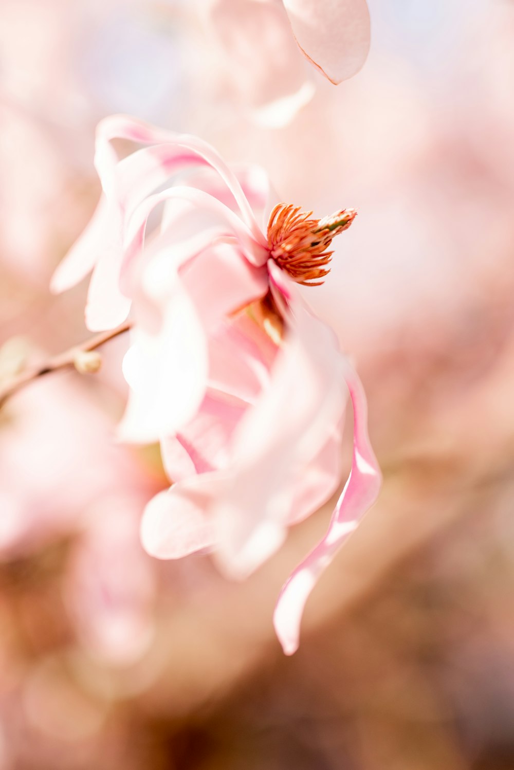 pink and white flower in tilt shift lens