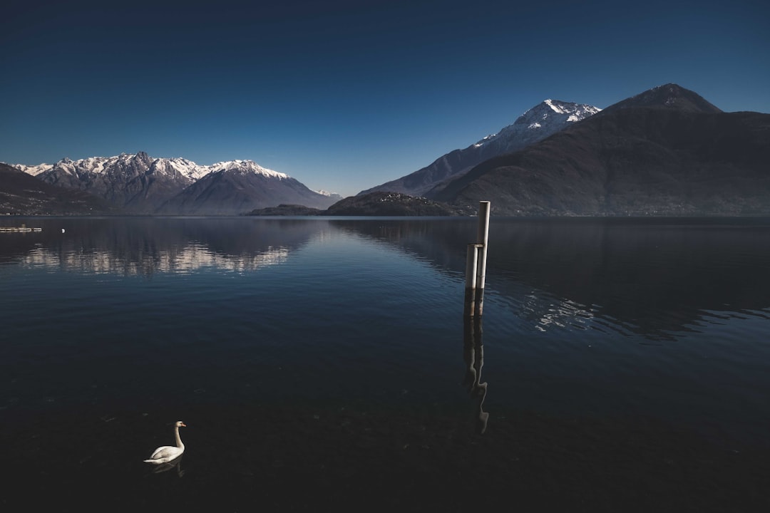 white duck on lake during daytime