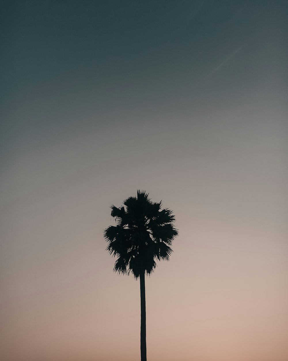 black tree under gray sky