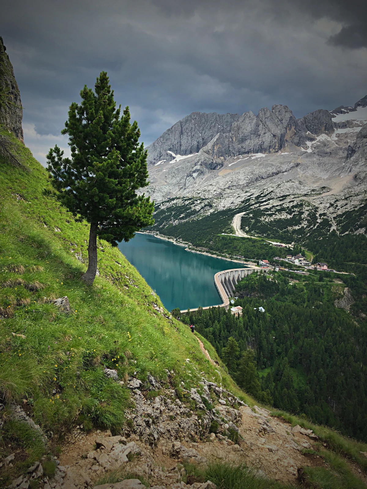 Lake Fedaia and its dam below grey peaks, seen from a grassy slope with a lone pine