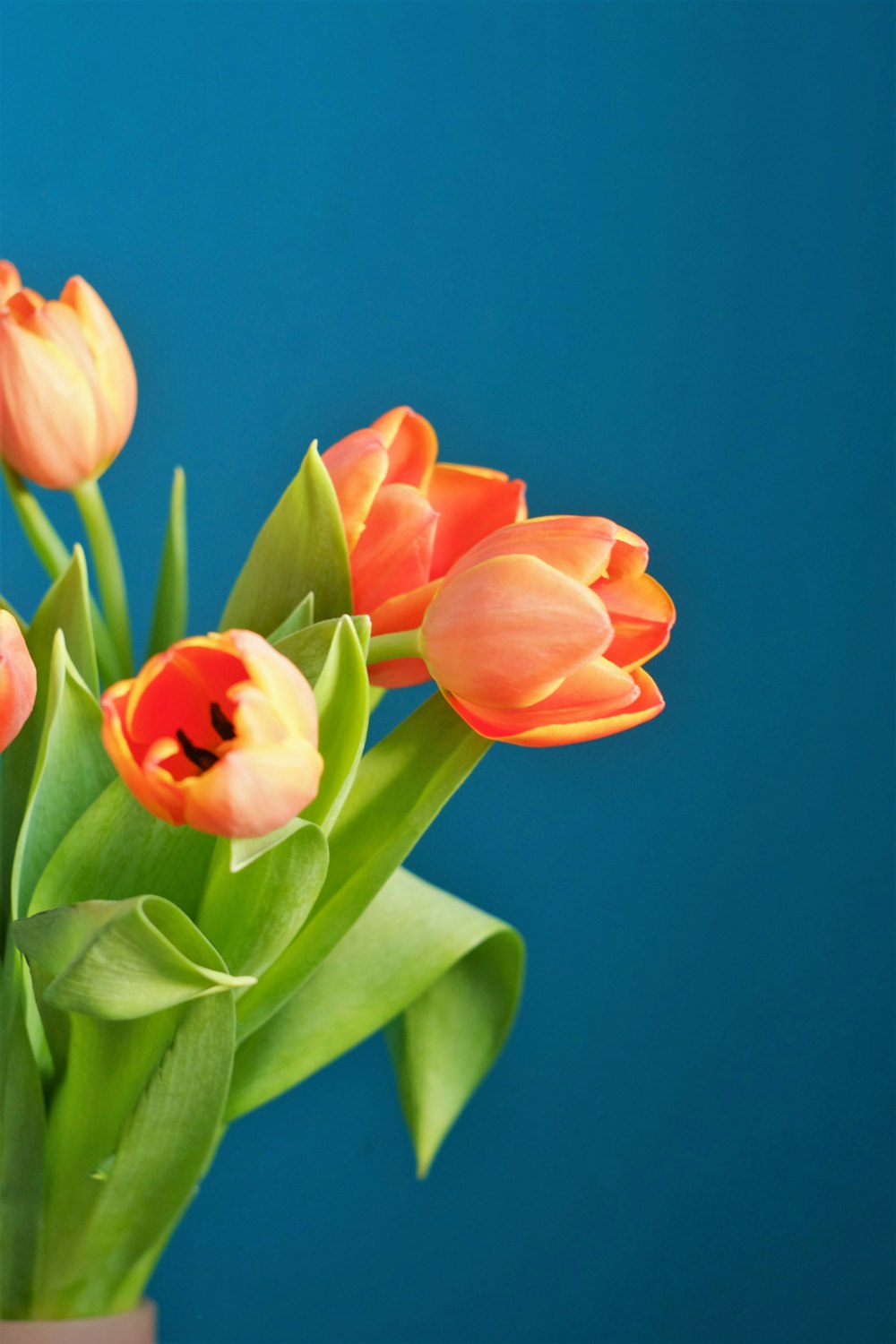 orange and yellow tulips in bloom