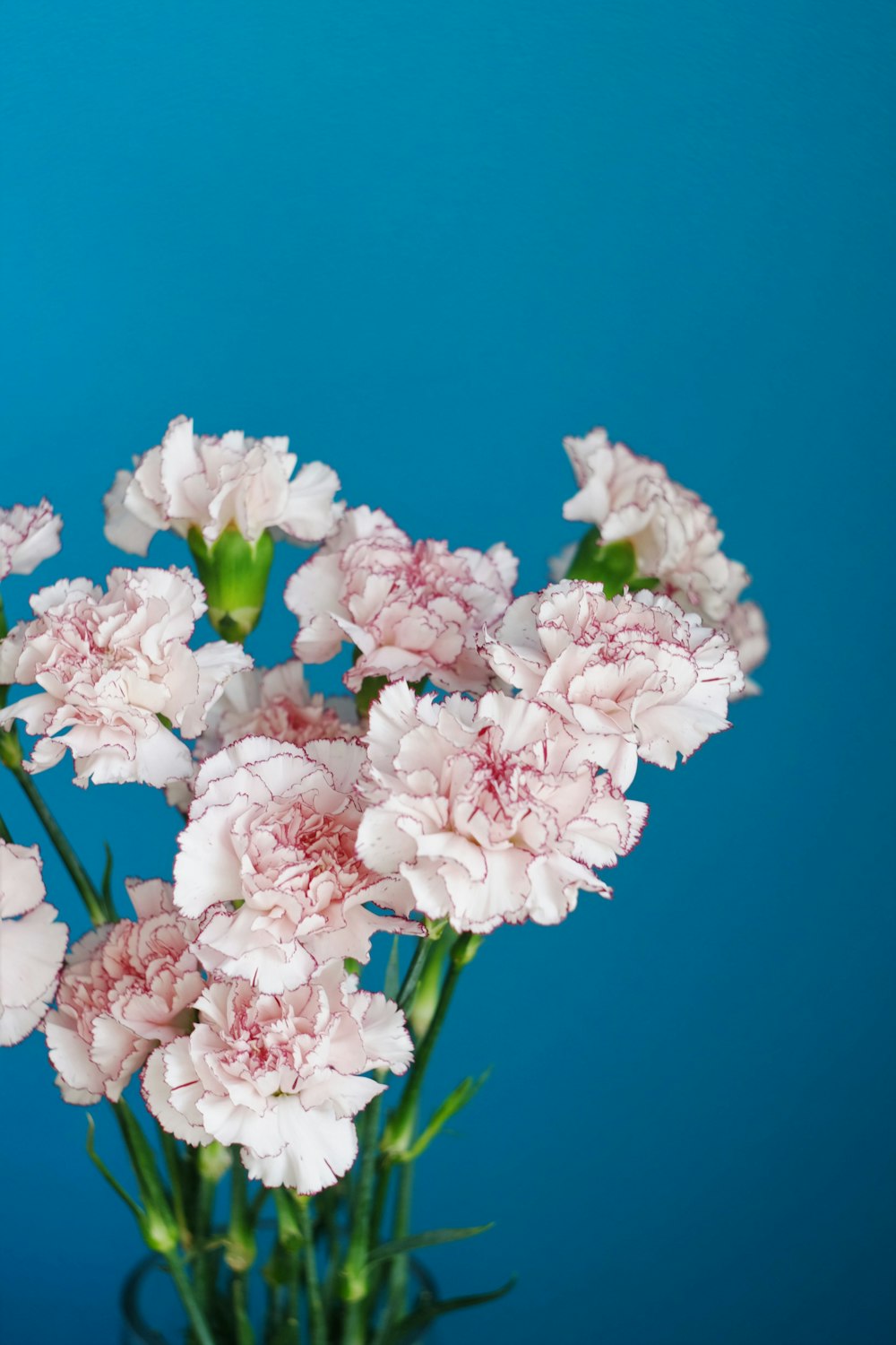 a vase filled with pink flowers against a blue background