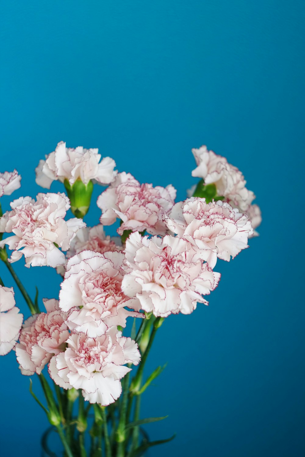 Un jarrón lleno de flores rosadas sobre un fondo azul