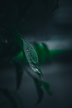 A close-up view of a leaf with water droplets clinging to its surface, set against a dark and blurred background. The leaf appears vibrant green, highlighted by the moisture, suggesting a recent rainfall or misty atmosphere.