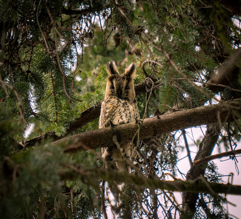 brown and black cat on brown tree branch during daytime