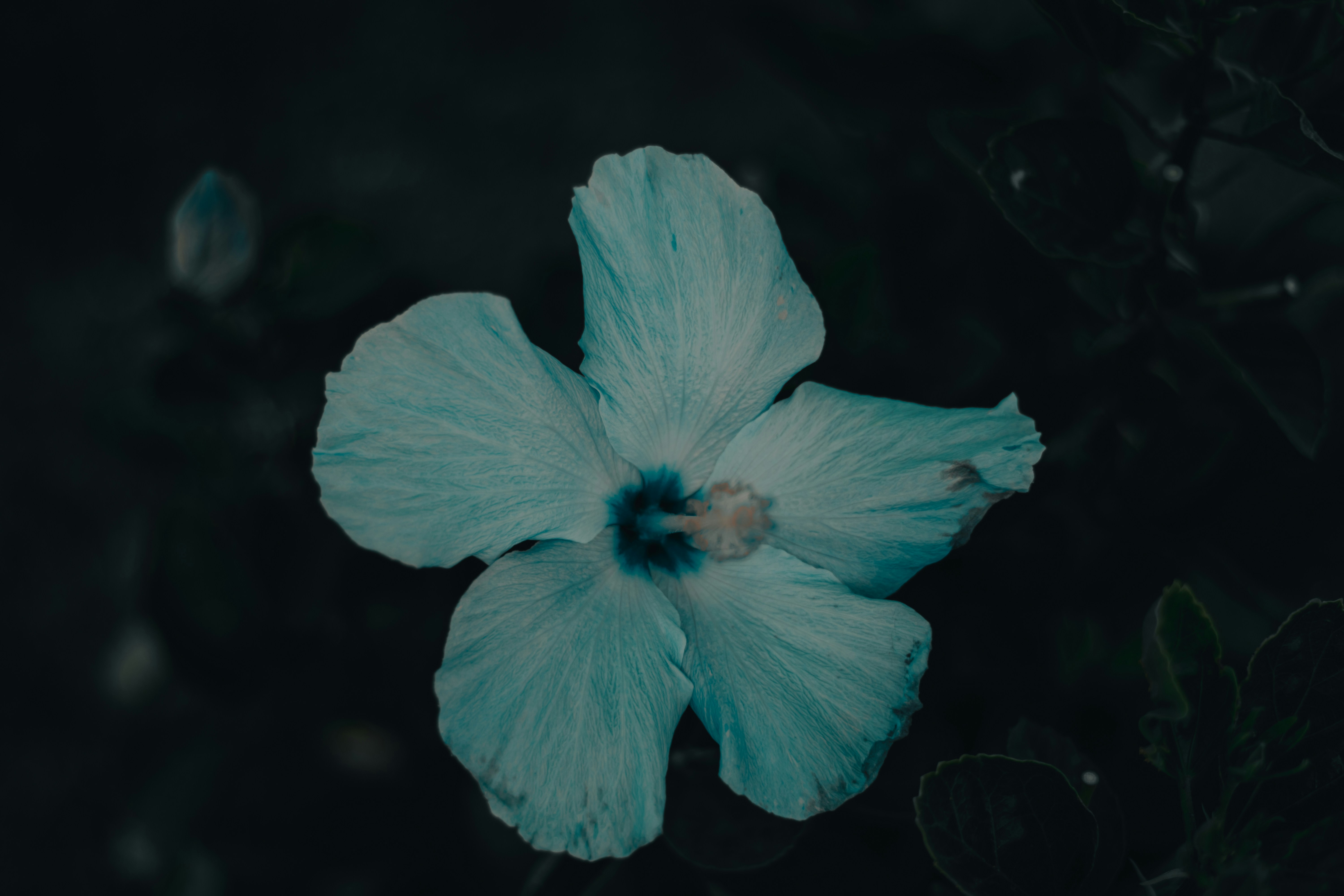 Man Zok Chiang Manzok Unsplash Photo Community